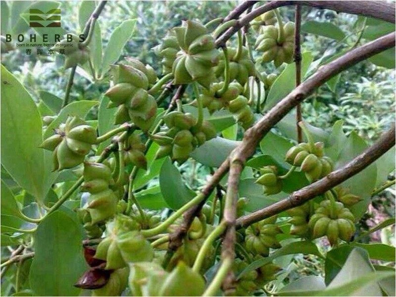 star anise plant