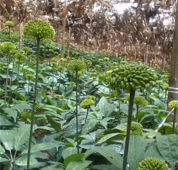 20180731 三七花01_副本.jpg