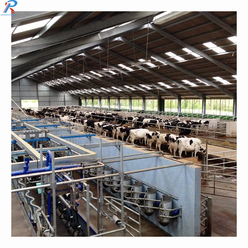 Steel structure cattle shed