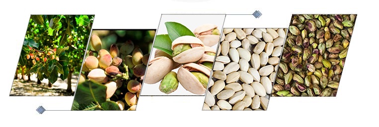 pistachio nuts sheller