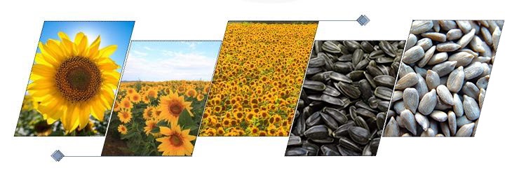 Sunflower Seeds machine