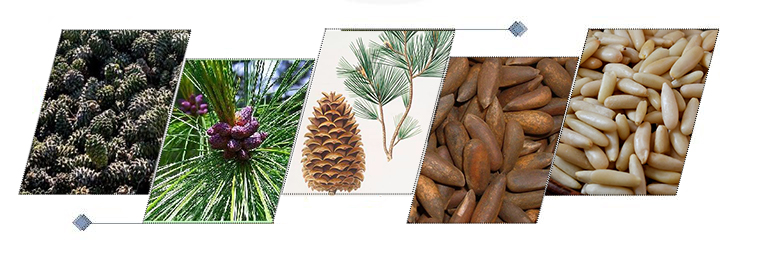 Pakistan Pine Nuts Machine