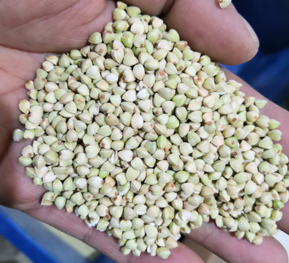 buckwheat dehulling equipment buckwheat dehulling equipment