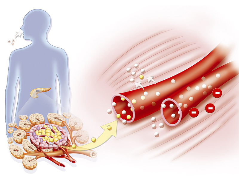 Fornitura di lievito alimentare di zinco