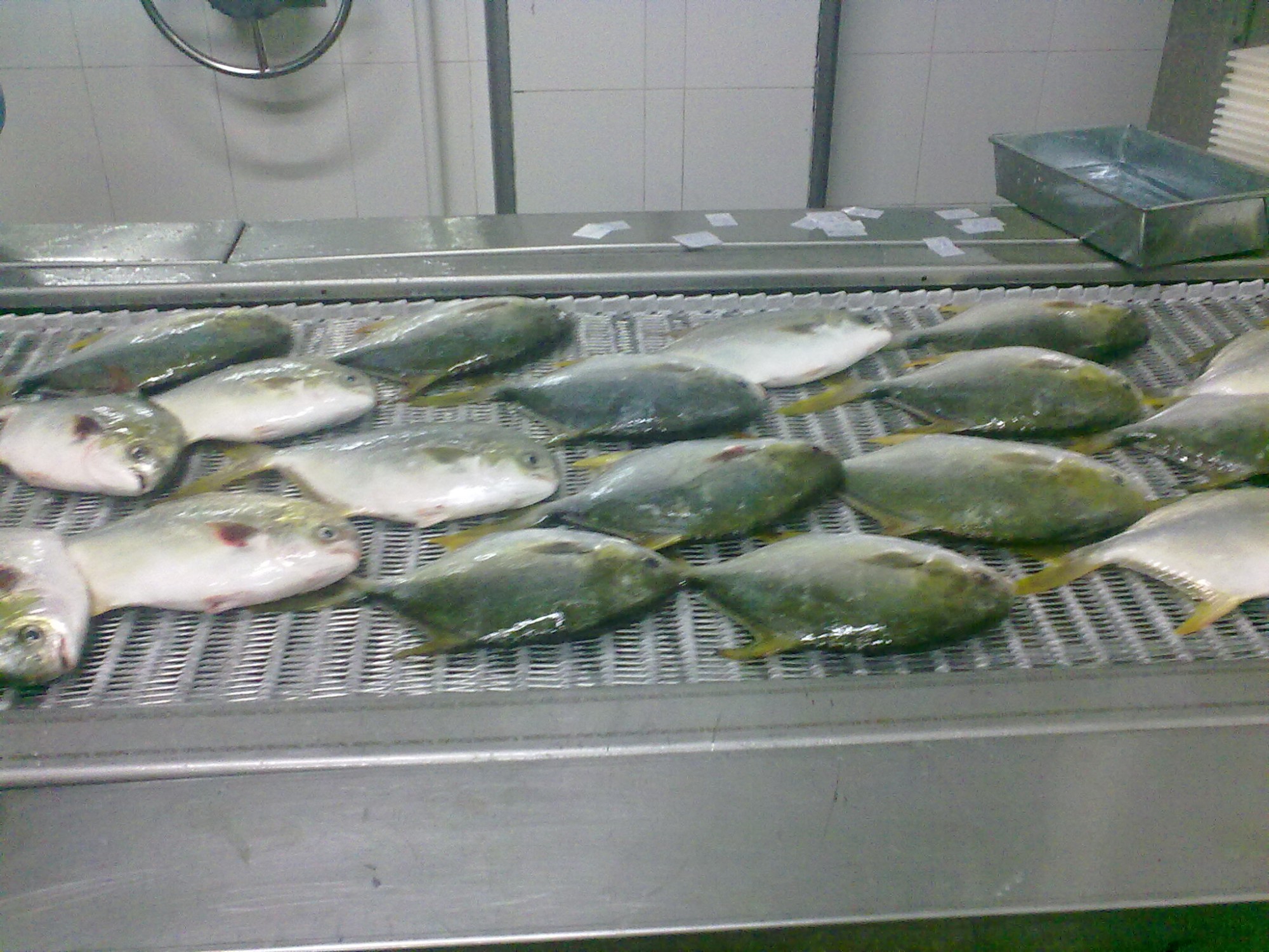 ตู้แช่แข็งแบบเกลียวสำหรับไก่นักเก็ต