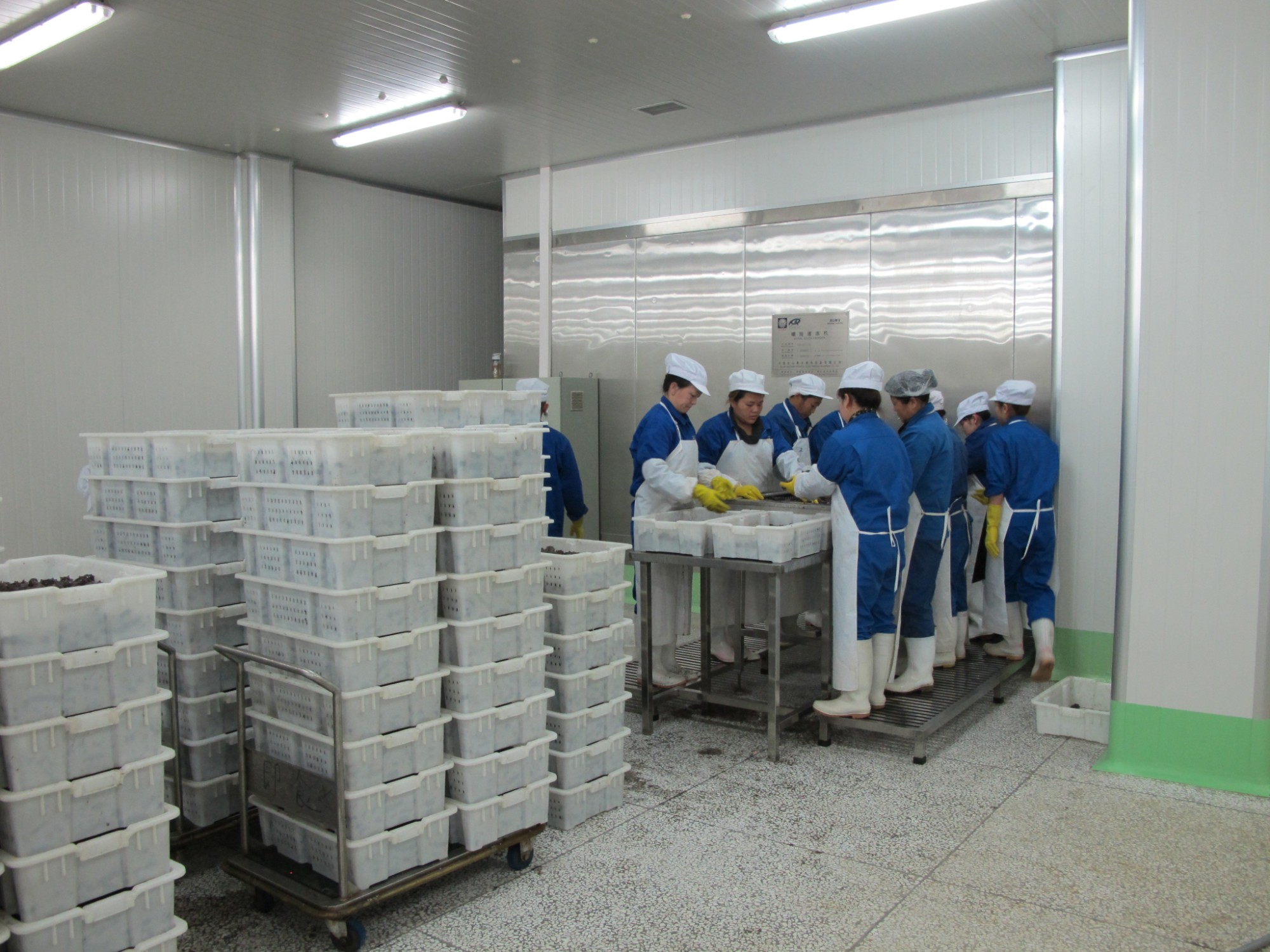 Competitive Price of Chinese BINGSHAN Spiral Freezer For Fish Fillet