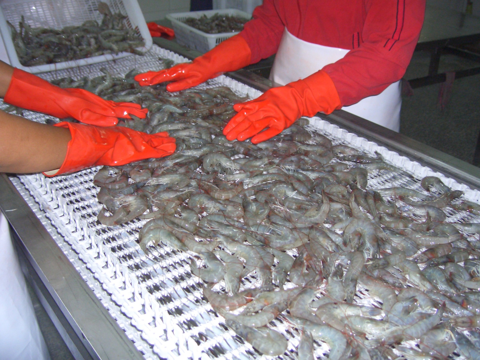 Best selling Spiral Freezer For Fish