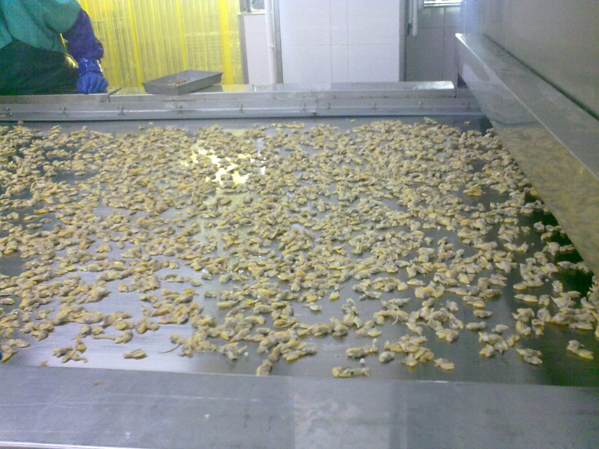 ​Bingshan High efficiency IQF in china fruit Tunnel Freezer/quick machine freezer