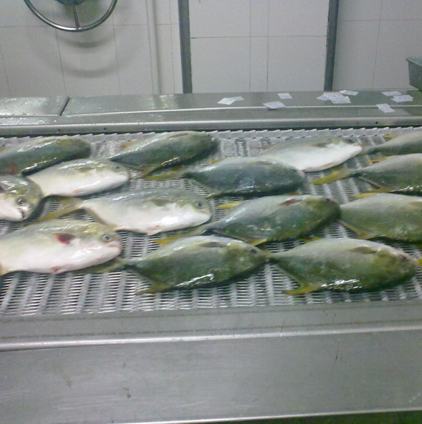 Competitive Price of Chinese BINGSHAN Spiral Freezer For Fish Fillet