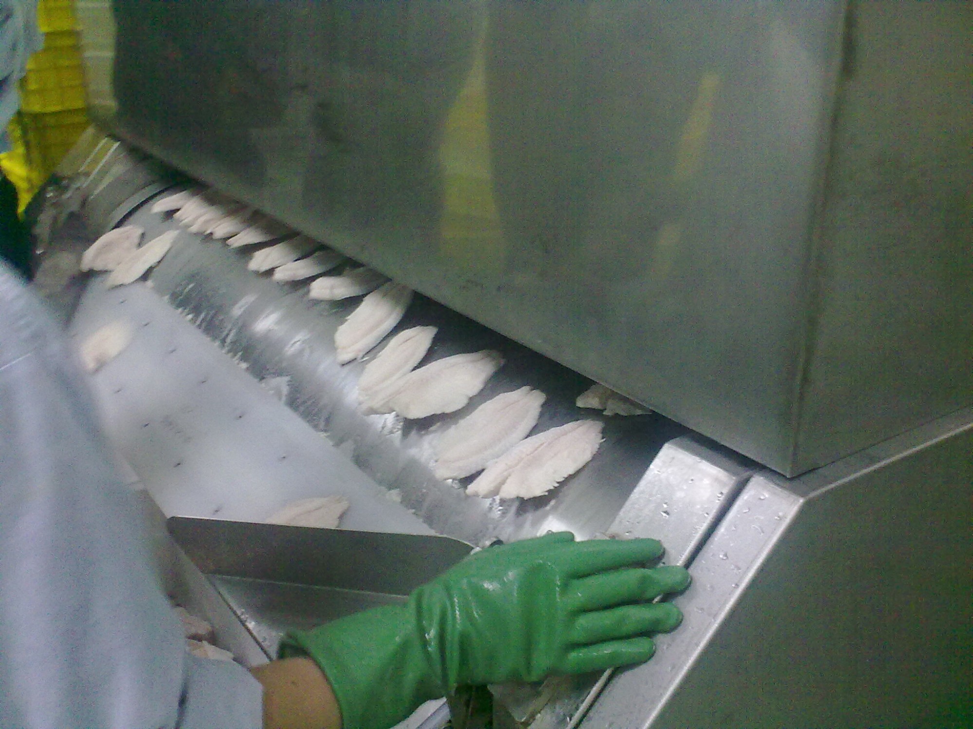 Beli  Flat Plate Tunnel Freezer Untuk Fillet Ikan,Flat Plate Tunnel Freezer Untuk Fillet Ikan Harga,Flat Plate Tunnel Freezer Untuk Fillet Ikan Merek,Flat Plate Tunnel Freezer Untuk Fillet Ikan Produsen,Flat Plate Tunnel Freezer Untuk Fillet Ikan Quotes,Flat Plate Tunnel Freezer Untuk Fillet Ikan Perusahaan,