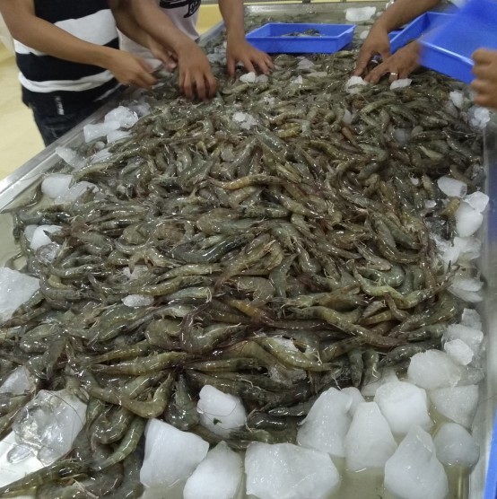 Solución de refrigeración marina