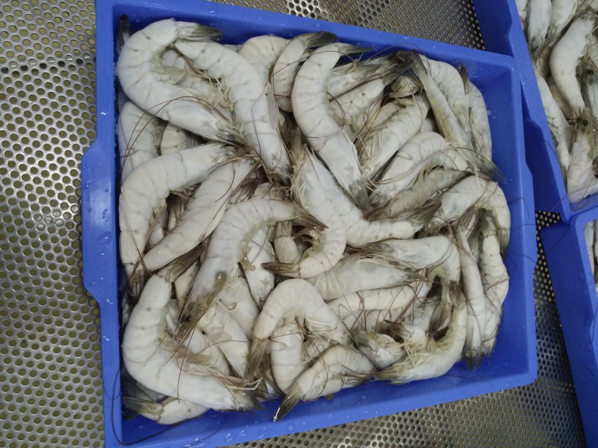 Marine Refrigeration Solution
