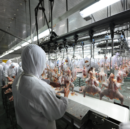 Bingshan provides the complete set: 
· chicken slaughter line, 
· fresh chicken processing, 
· pickling, 
· whole chicken quick freezing, 
· refrigeration storage
（The maximum capacity is 6.5W chickens per day. Separate night shift.）