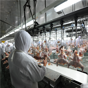 Chicken Slaughtering Processing Plant