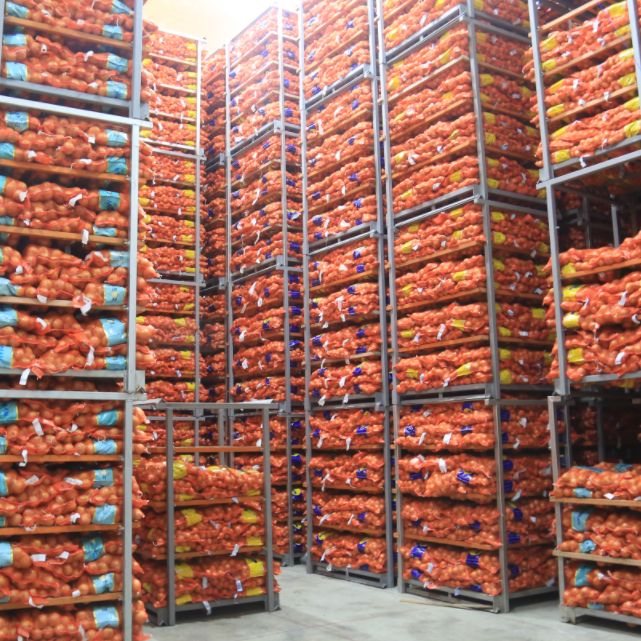 Almacenamiento en frío de cebolla