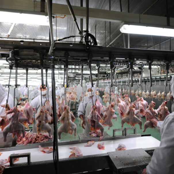 Chicken Slaughtering Processing Line