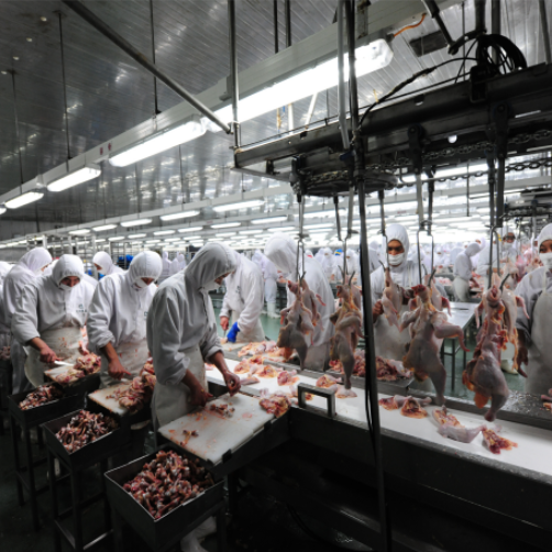 Philippines chicken slaughter production and meat processing line