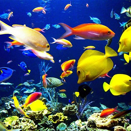Processing Technology of Sedimentary Aquatic Feed