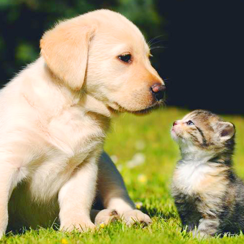 What are the oils in pet feed