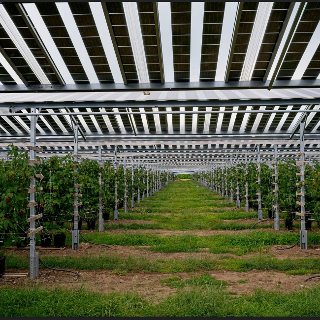 35% transmission transparent solar BIPV modules for Green house Manufacturers, 35% transmission transparent solar BIPV modules for Green house Factory, Supply 35% transmission transparent solar BIPV modules for Green house