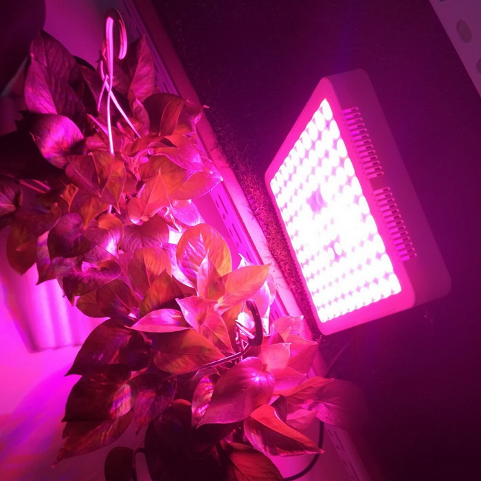 Red Blue White UV IR led grow light 300w