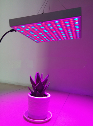 Koop 45w led kweeklamp kamerplanten. 45w led kweeklamp kamerplanten Prijzen. 45w led kweeklamp kamerplanten Brands. 45w led kweeklamp kamerplanten Fabrikant. 45w led kweeklamp kamerplanten Quotes. 45w led kweeklamp kamerplanten Company.