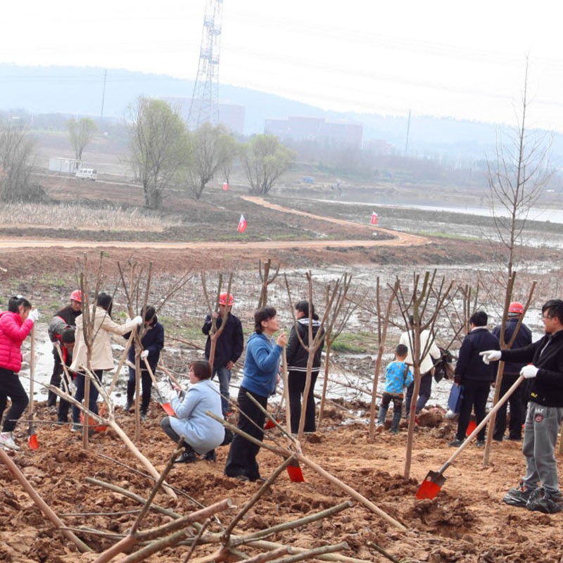 Tianjiu Machinery participó en el 12 de marzo Día del Árbol