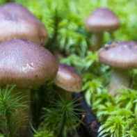 Tecnología de almacenamiento de atmósfera modificada para hongos