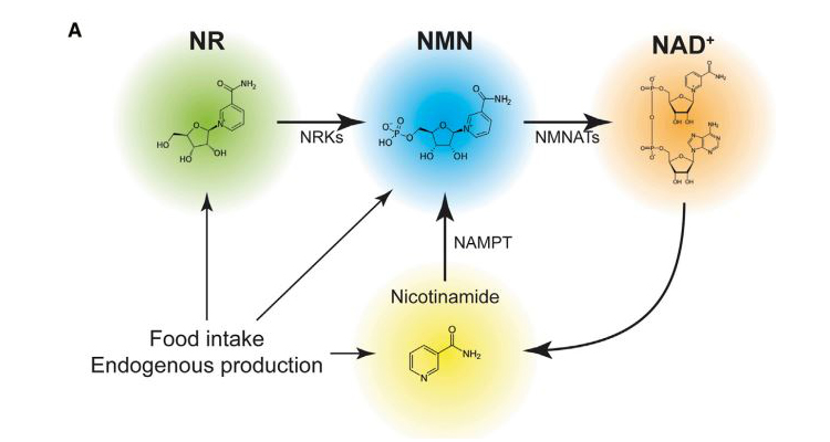 nicotinamide mononucleotide