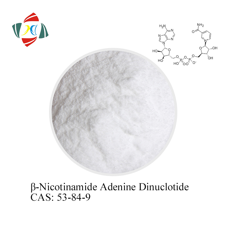 β-Nicotinamide adenine dinucleotide CAS 53-84-9