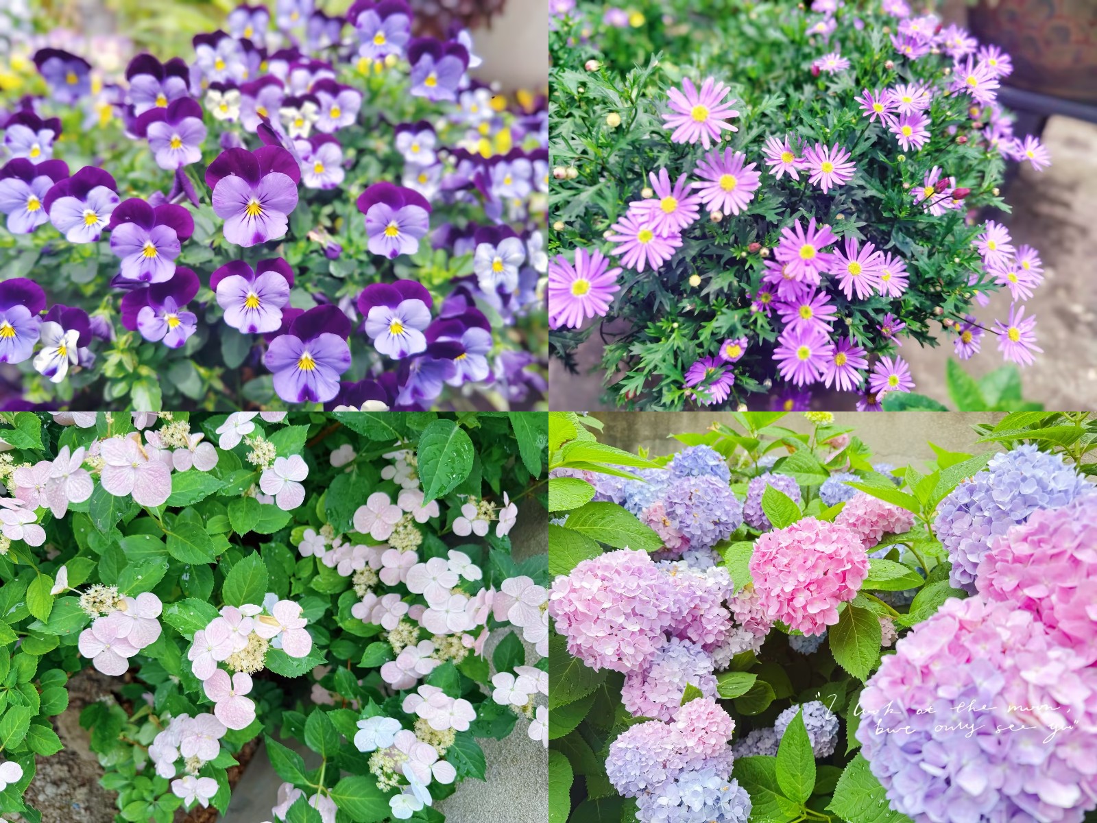 Lovely Flower Garden Brightens Working Days