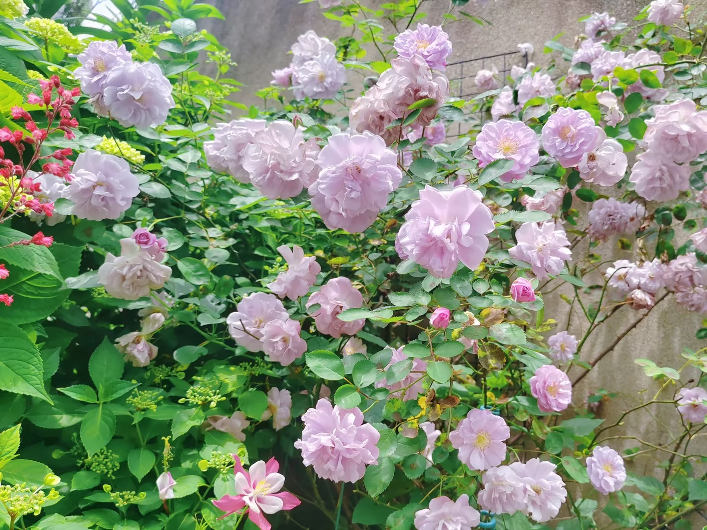 Lovely Flower Garden Brightens Working Days