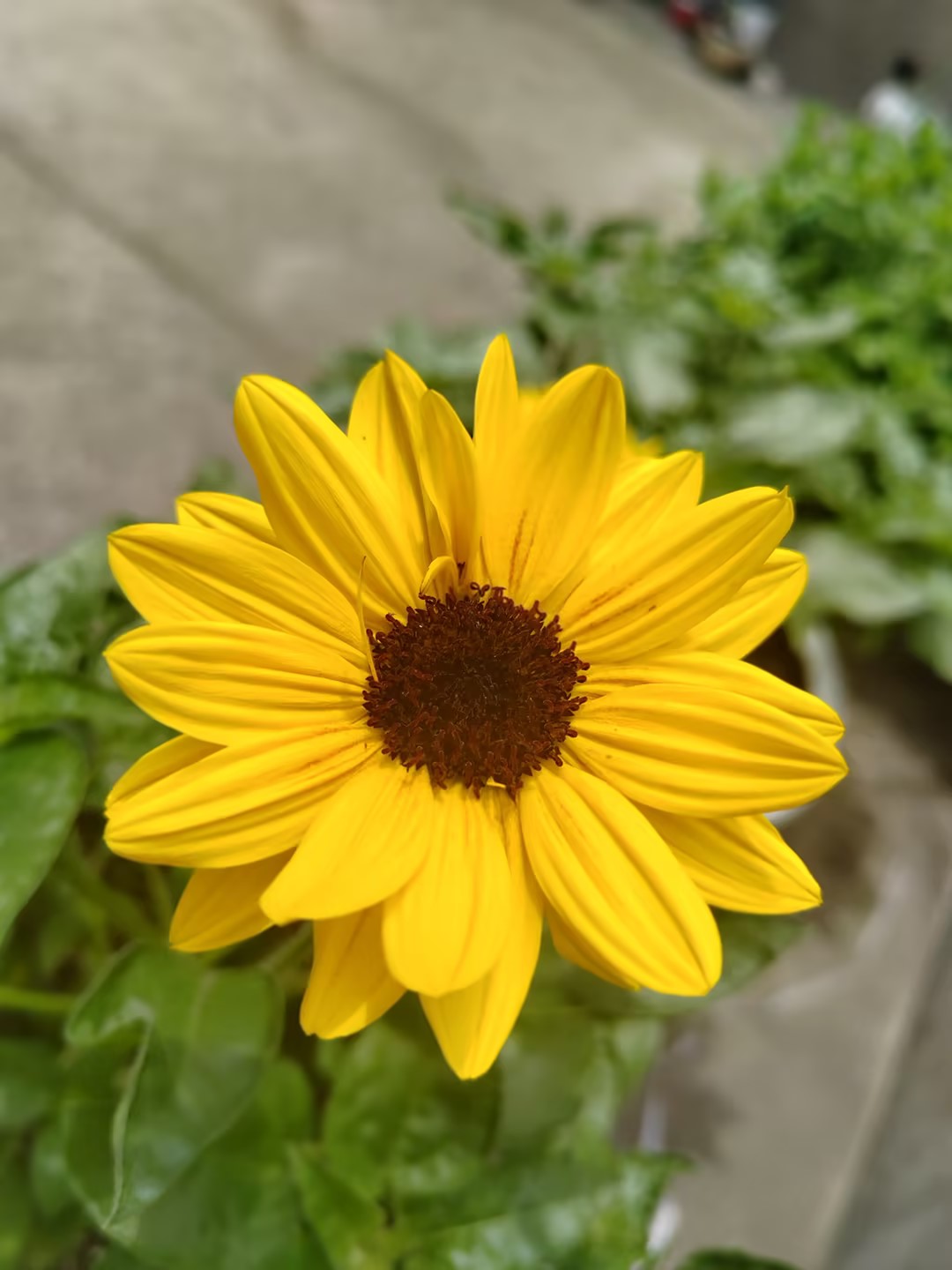 Lovely Flower Garden Brightens Working Days