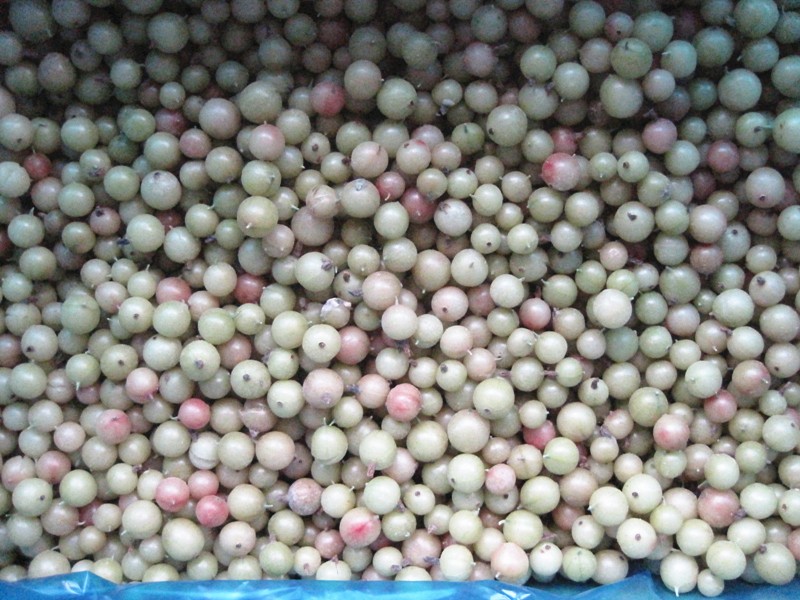 Acheter IQF Frozen Gooseberry,IQF Frozen Gooseberry Prix,IQF Frozen Gooseberry Marques,IQF Frozen Gooseberry Fabricant,IQF Frozen Gooseberry Quotes,IQF Frozen Gooseberry Société,