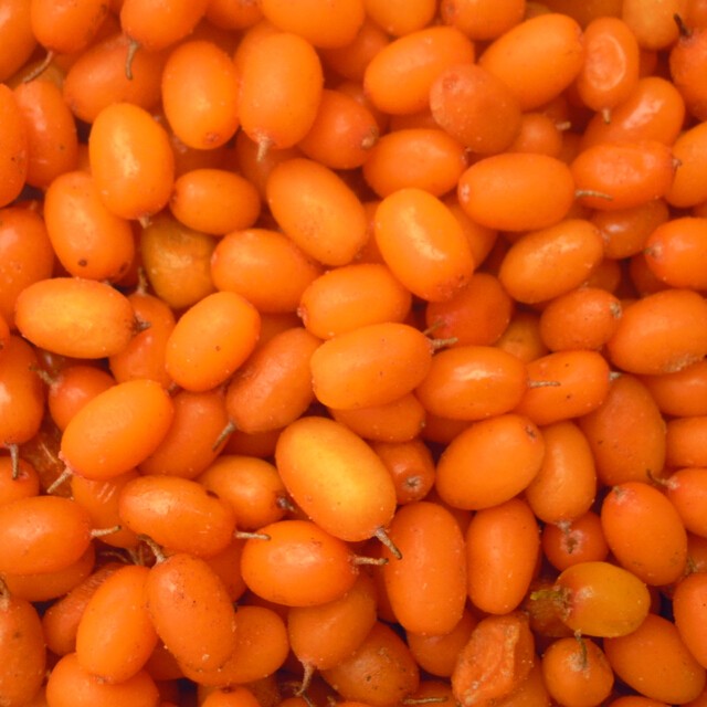 Kaufen IQF Frozen Seabuckthorn;IQF Frozen Seabuckthorn Preis;IQF Frozen Seabuckthorn Marken;IQF Frozen Seabuckthorn Hersteller;IQF Frozen Seabuckthorn Zitat;IQF Frozen Seabuckthorn Unternehmen