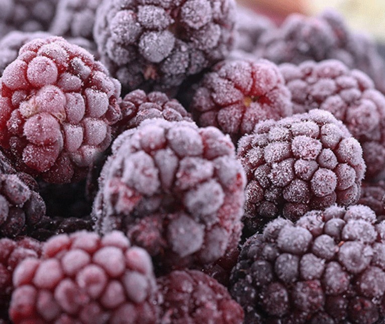 Acheter IQF Frozen Blackberry,IQF Frozen Blackberry Prix,IQF Frozen Blackberry Marques,IQF Frozen Blackberry Fabricant,IQF Frozen Blackberry Quotes,IQF Frozen Blackberry Société,