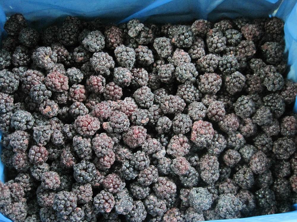 Kaufen IQF Frozen Blackberry;IQF Frozen Blackberry Preis;IQF Frozen Blackberry Marken;IQF Frozen Blackberry Hersteller;IQF Frozen Blackberry Zitat;IQF Frozen Blackberry Unternehmen