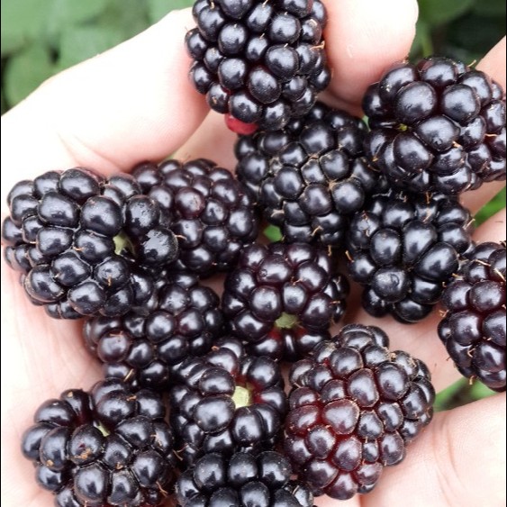 Acheter IQF Frozen Blackberry,IQF Frozen Blackberry Prix,IQF Frozen Blackberry Marques,IQF Frozen Blackberry Fabricant,IQF Frozen Blackberry Quotes,IQF Frozen Blackberry Société,