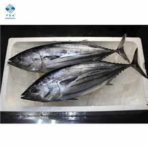 IQF Frozen Tuna