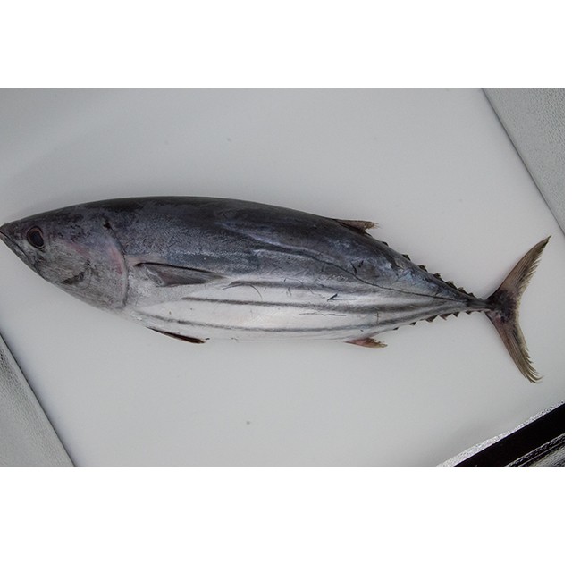 Kaufen IQF Gefrorener Thunfisch;IQF Gefrorener Thunfisch Preis;IQF Gefrorener Thunfisch Marken;IQF Gefrorener Thunfisch Hersteller;IQF Gefrorener Thunfisch Zitat;IQF Gefrorener Thunfisch Unternehmen