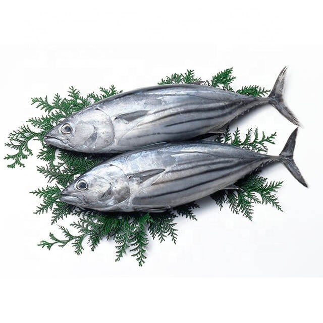 Kaufen IQF Gefrorener Thunfisch;IQF Gefrorener Thunfisch Preis;IQF Gefrorener Thunfisch Marken;IQF Gefrorener Thunfisch Hersteller;IQF Gefrorener Thunfisch Zitat;IQF Gefrorener Thunfisch Unternehmen