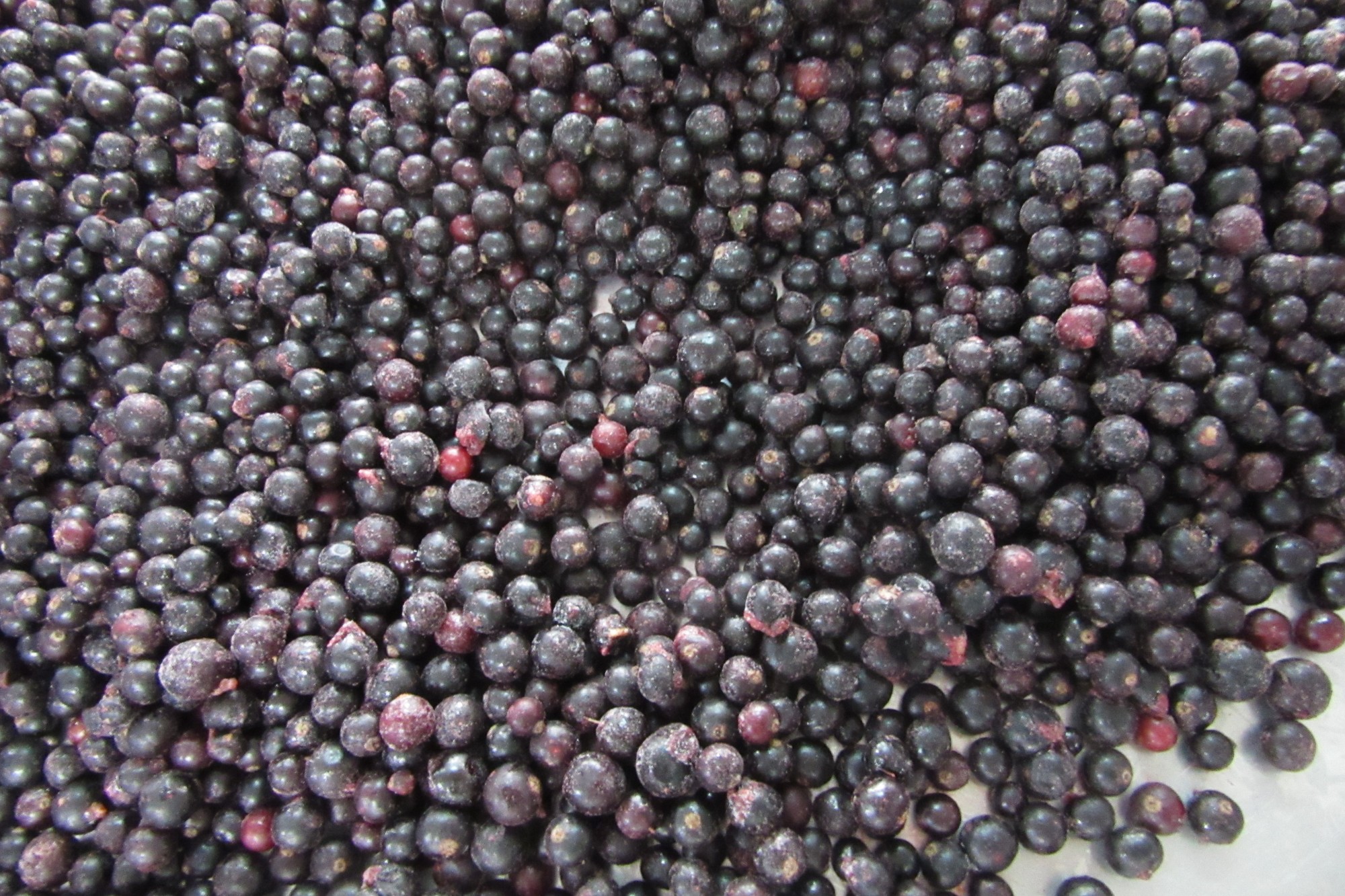 Frozen Black Currant