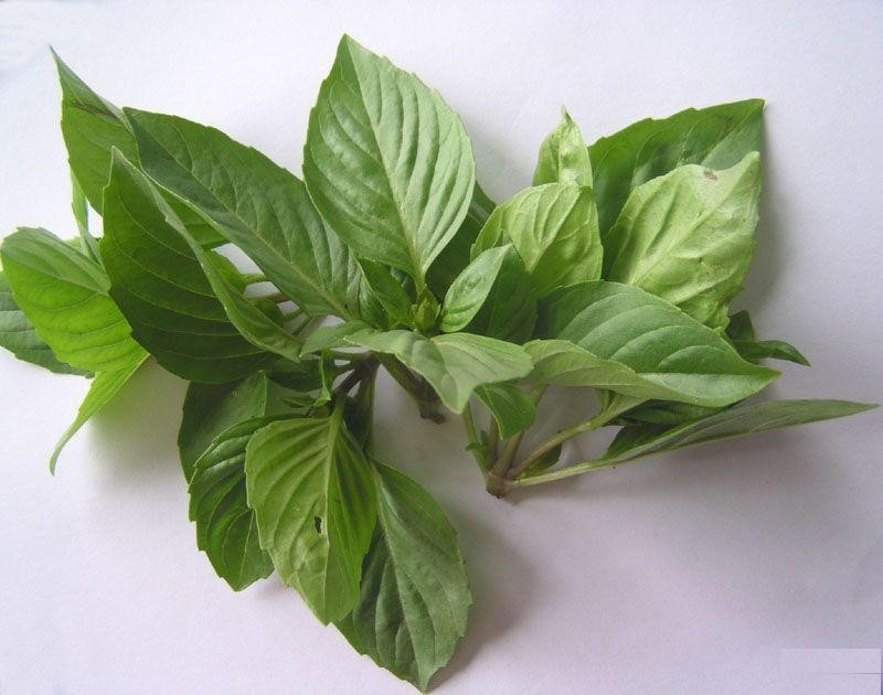 Kaufen IQF Frozen Basil;IQF Frozen Basil Preis;IQF Frozen Basil Marken;IQF Frozen Basil Hersteller;IQF Frozen Basil Zitat;IQF Frozen Basil Unternehmen