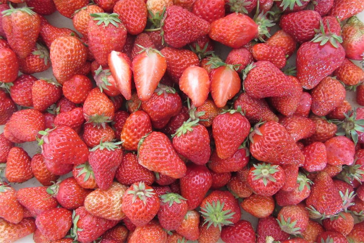 Organigramme de la fraise congelée