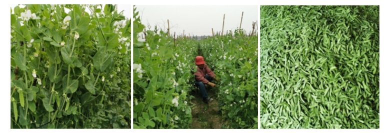 Vainas de guisantes congeladas