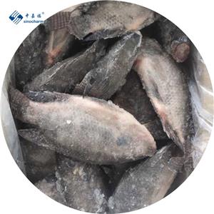 IQF Frozen Tilapia Fish