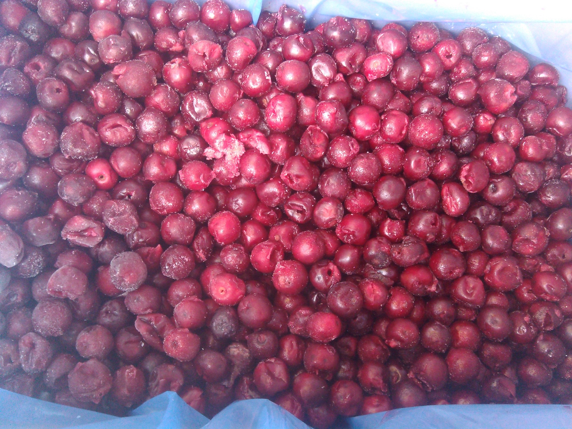 Kaufen IQF Frozen Red Cherry;IQF Frozen Red Cherry Preis;IQF Frozen Red Cherry Marken;IQF Frozen Red Cherry Hersteller;IQF Frozen Red Cherry Zitat;IQF Frozen Red Cherry Unternehmen