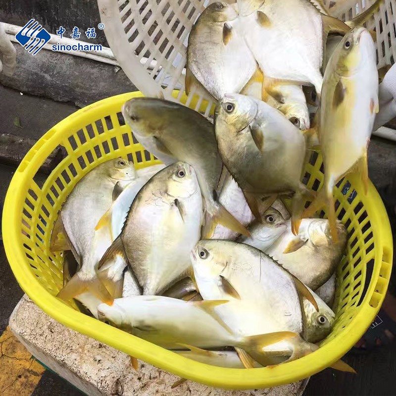 Kaufen Gefrorener goldener Pompano;Gefrorener goldener Pompano Preis;Gefrorener goldener Pompano Marken;Gefrorener goldener Pompano Hersteller;Gefrorener goldener Pompano Zitat;Gefrorener goldener Pompano Unternehmen