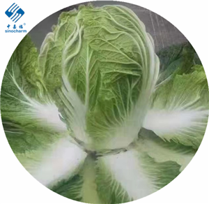 Sinocharm Brc a Approved IQF Chinese Cabbage Cut Frozen Chinese cabbage