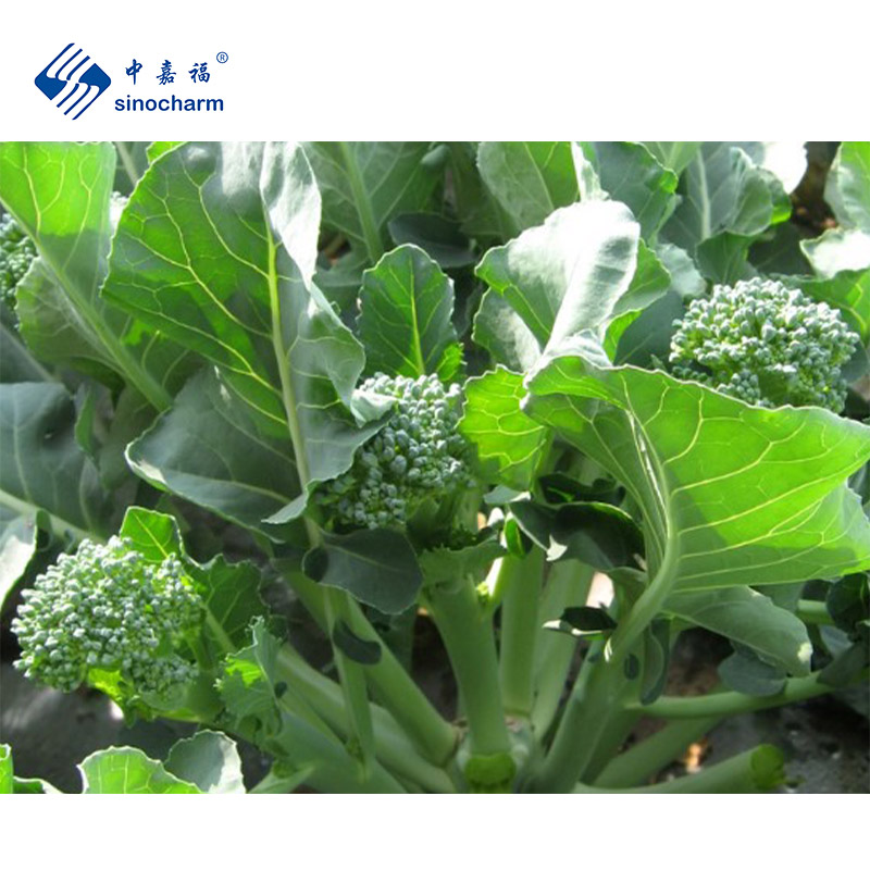 Kaufen IQF Frozen Broccolini;IQF Frozen Broccolini Preis;IQF Frozen Broccolini Marken;IQF Frozen Broccolini Hersteller;IQF Frozen Broccolini Zitat;IQF Frozen Broccolini Unternehmen